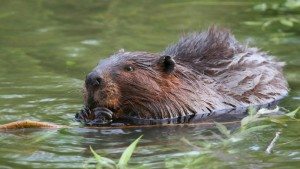 beaver raleigh removal critter control