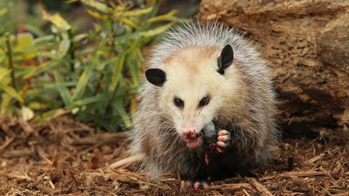 oppossum-in-raleigh-nc | Critter Control of the Triad