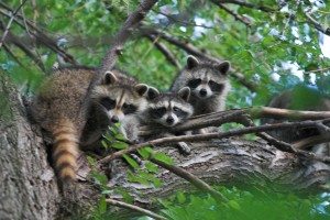 raccoons removal raleigh home