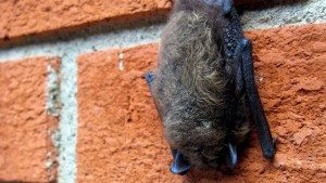 get rid of bats critter control removal raleigh