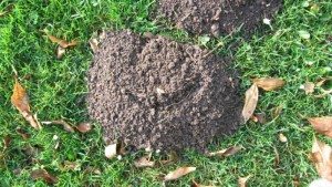 moles or voles yard difference raleigh