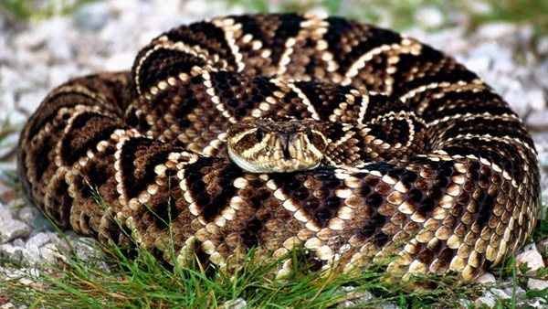 Eastern Diamondback Rattlesnake north carolina | Critter Control of the ...