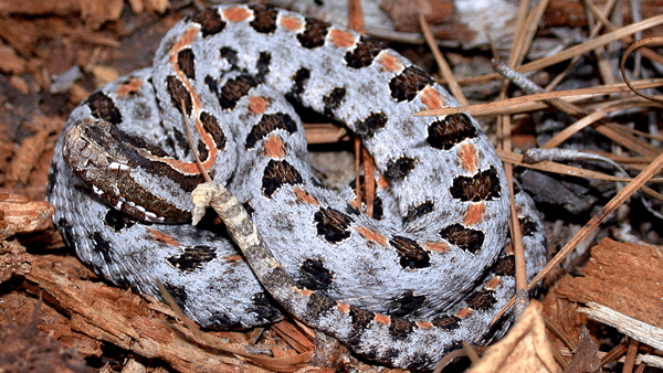 Pigmy Rattlesnake north carolina snakes | Critter Control of the Triad