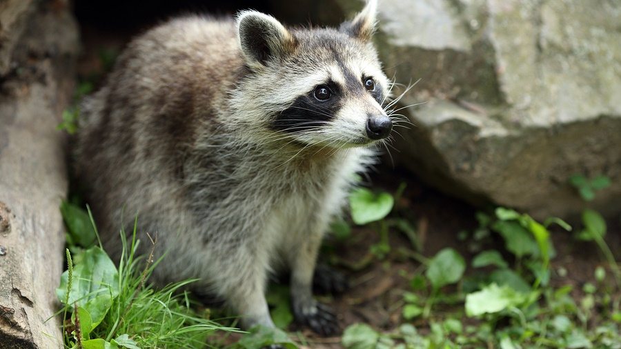 rabies raleigh north carolina animals | Critter Control of the Triad