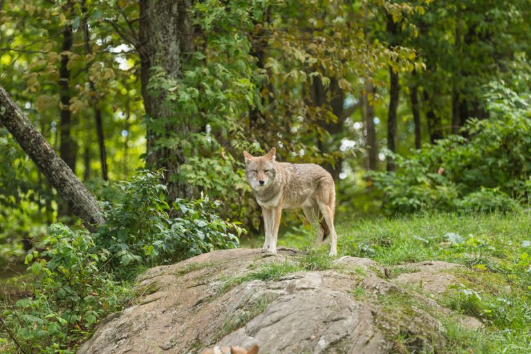 coyote-raleigh-north-carolina | Critter Control of the Triad