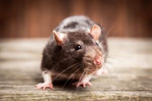 Critter Control triad - Mice and Rat Removal