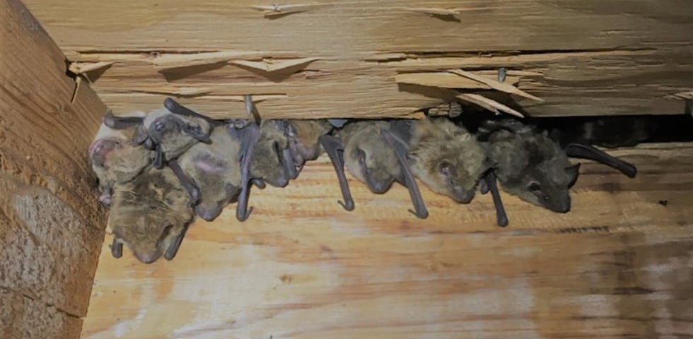 Critter Control Triad Bats