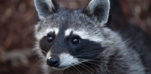 Critter Control Racoon Removal Service Greensboro