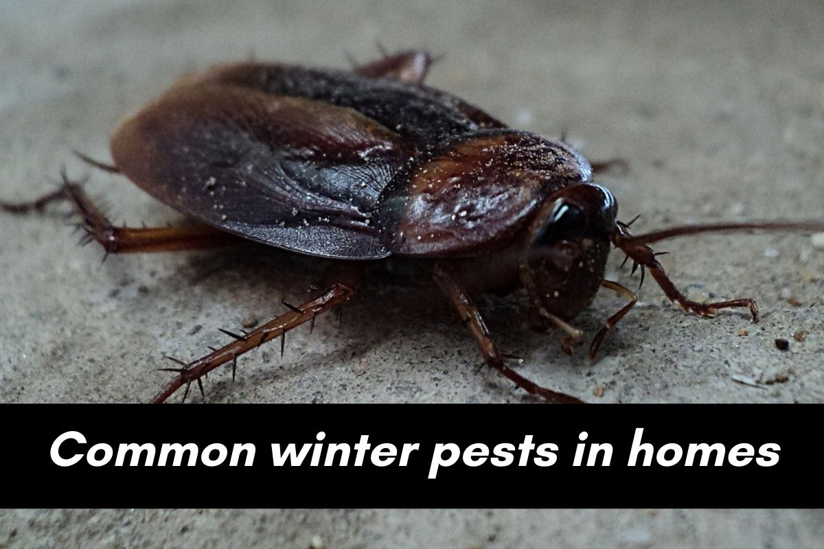 Common Winter Pests In The Triad | Critter Control Of The Triad