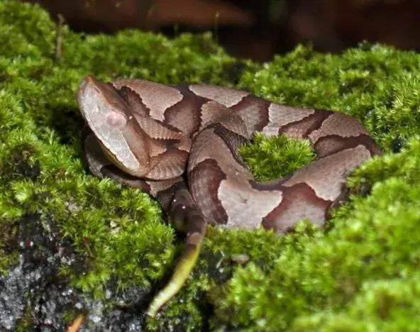 baby copperhead snake bite