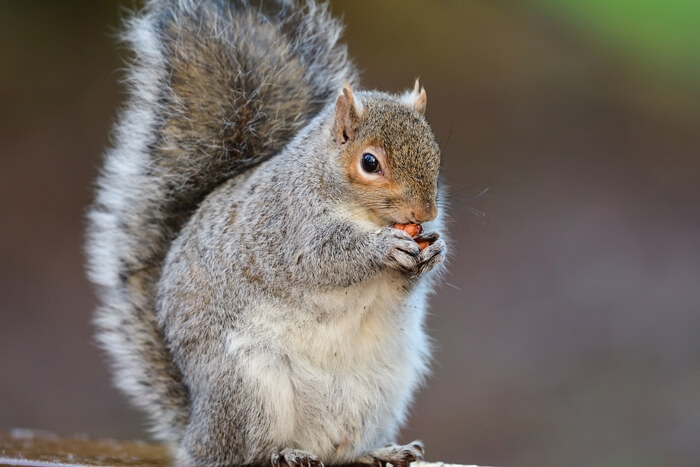 Flying Squirrel Removal | Critter Control of the Triad